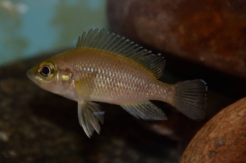 Neolamprologus toae 'Kigoma'